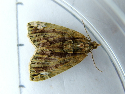 Red-green Carpet
